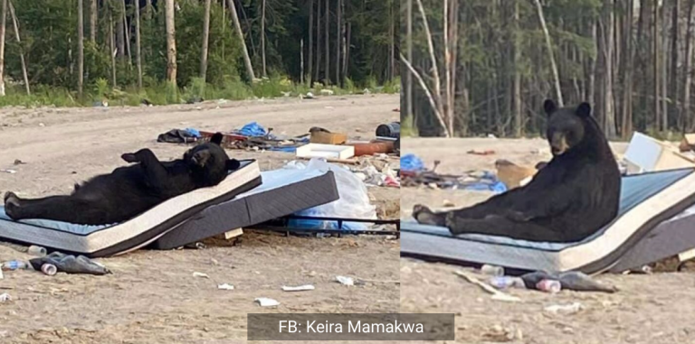 Un oso descansaba en un colchón, y no era un comercial