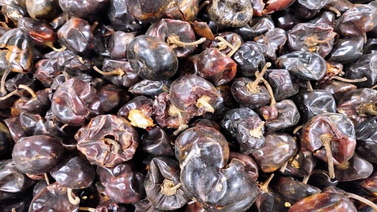 Chile chilhuacle, de mil pesos el kilo: origen, características y variedades
