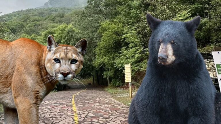 Reportan Presencia de Oso y Puma en Parque Estatal La Estanzuela