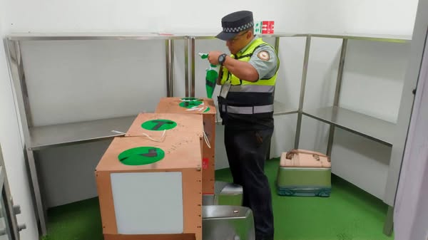 Rescatan a tres avestruces bebé del tráfico ilegal en aeropuerto de Tamaulipas!