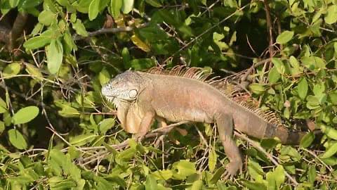 Ecología activa protocolo para rescatar iguanas afectadas por el frío