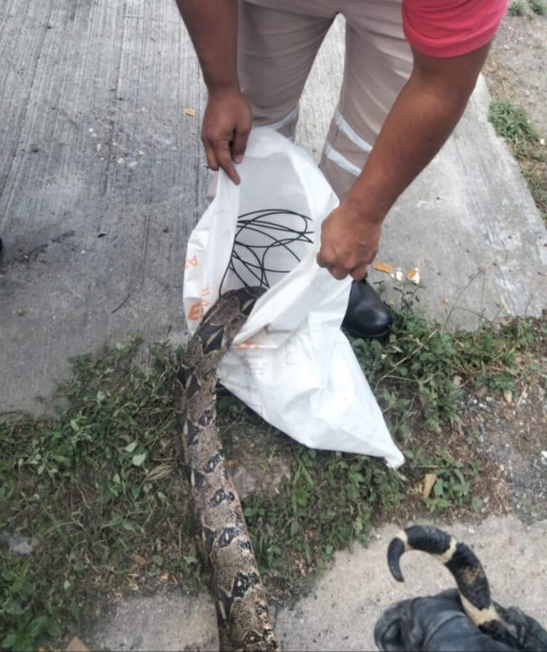 Hallan boa sin vida en la zona norte de Tampico