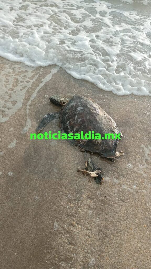 Muerte silenciosa en el Golfo: tortuga lora aparece cubierta de chapopote en costas de Veracruz
