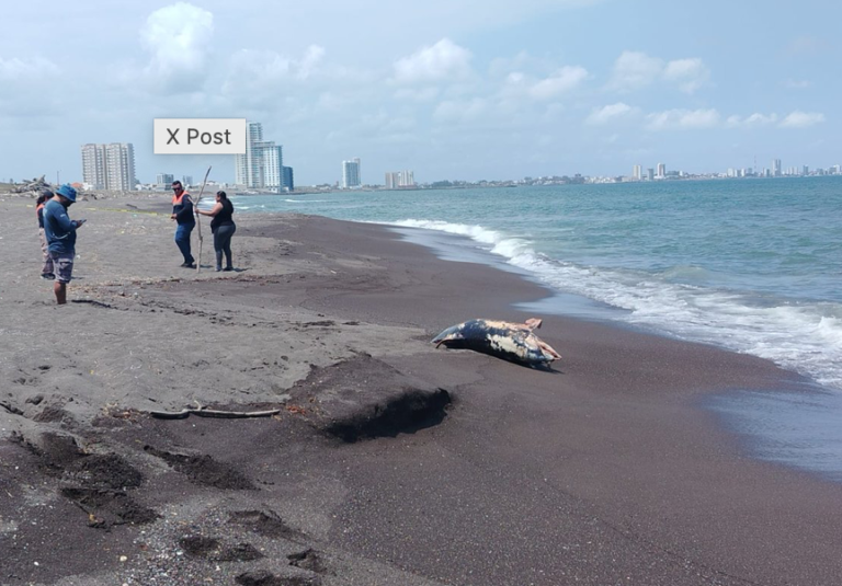 Difunden supuestos videos de fauna afectada por derrame de petróleo en Veracruz