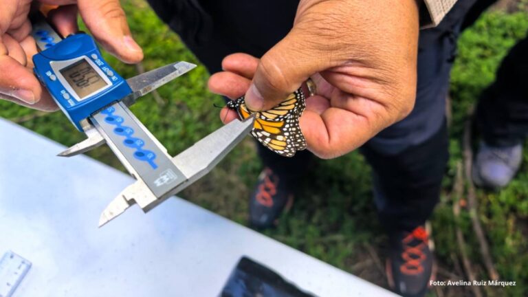 Monitorean con alta tecnología migración de mariposa monarca en México