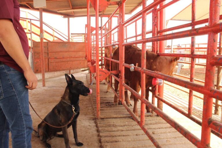 Avanza Tamaulipas en control del gusano barrenador con apoyo de binomios caninos
