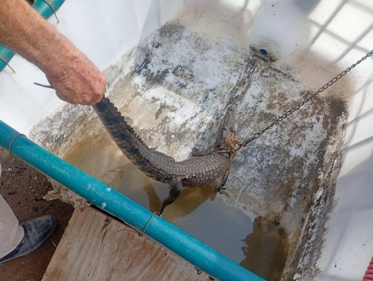 Capturan cocodrilo en zona agrícola de Villagrán y evitan posible tragedia!