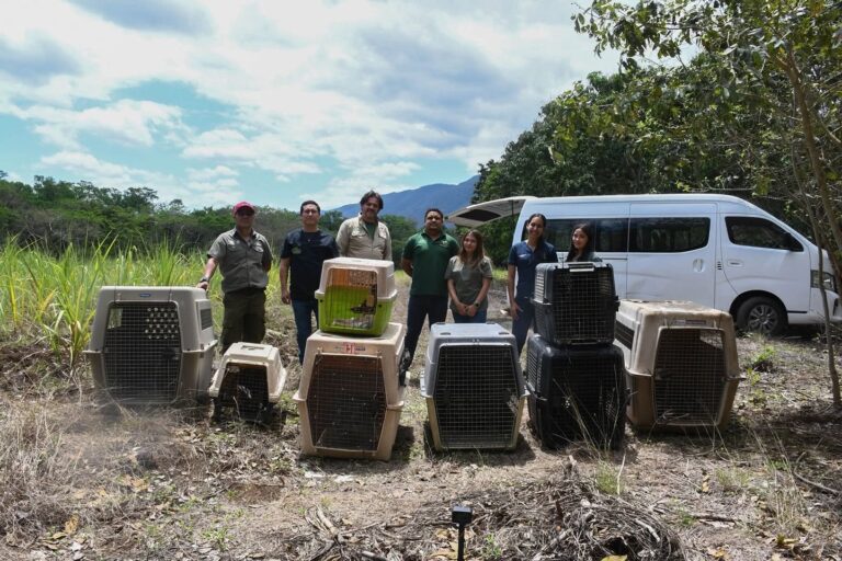 Tamaulipas devuelve la vida a la naturaleza: liberan fauna rehabilitada en reserva de la biosfera