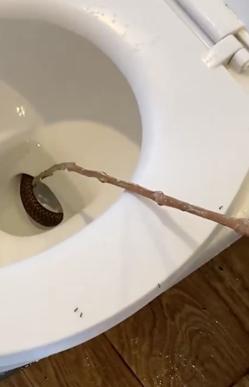 Cobra real aparece en inodoro de un hotel y desata el pánico entre amigos