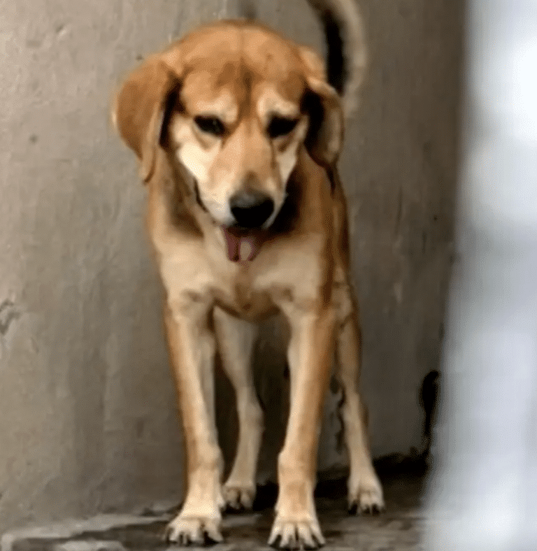 Perro Ataca a Niña de 3 Años en Santa Catarina, Nuevo León