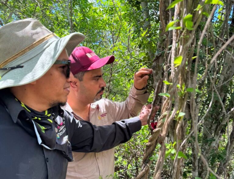 Refuerza Tamaulipas la vigilancia para proteger a la paloma ala blanca*