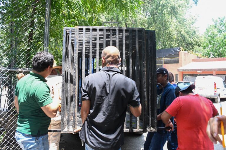 Libera Tamaulipas a jaguar rescatado tras recibir atención médica especializada