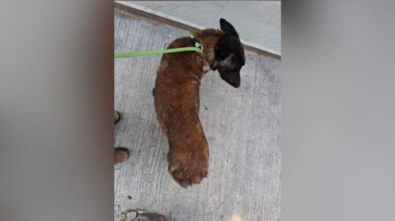 Investigan agresión con machete contra un perro en Apodaca