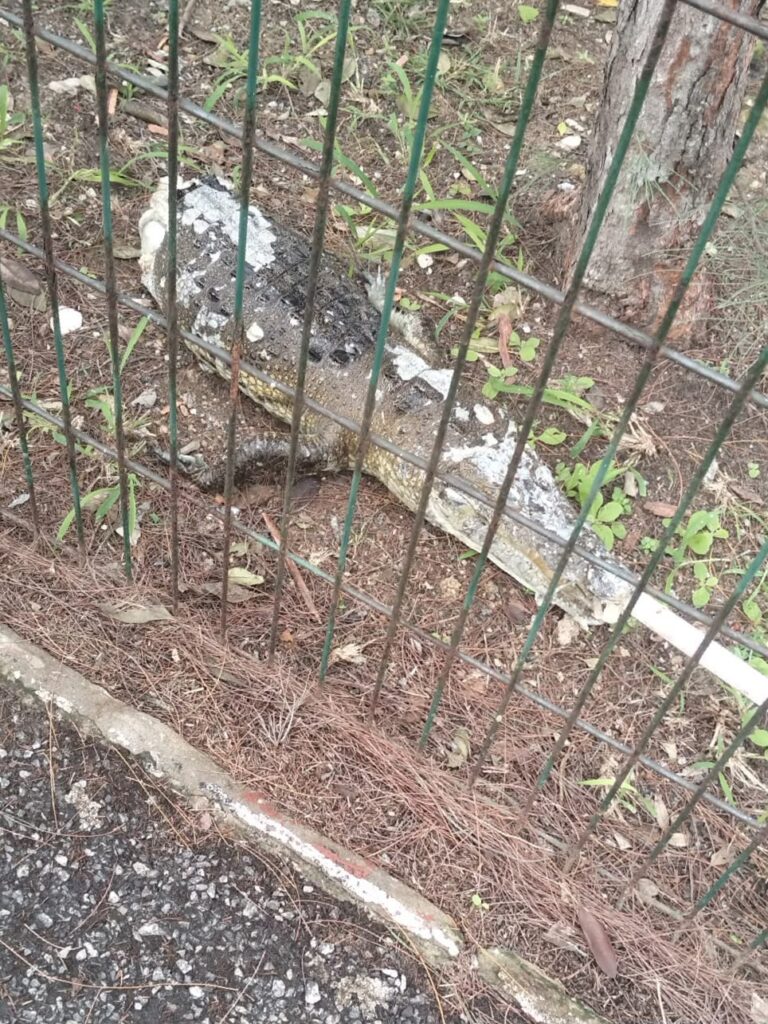 Hallan cocodrilo mutilado en la Carpintero; atribuyen el ataque a disputa territorial