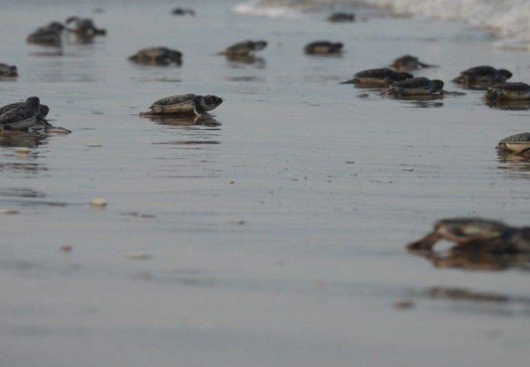 Mantiene Tamaulipas acciones de conservación de tortuga lora durante la recta final de la temporada